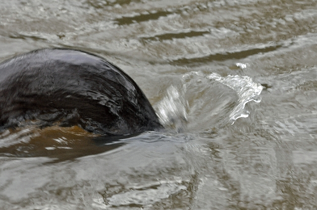 04 01 17_5331_edited-1.jpg - OTTER(S) AT RIVER STOUR, BLANDFORD FORUM, DORSET - JAN 2017